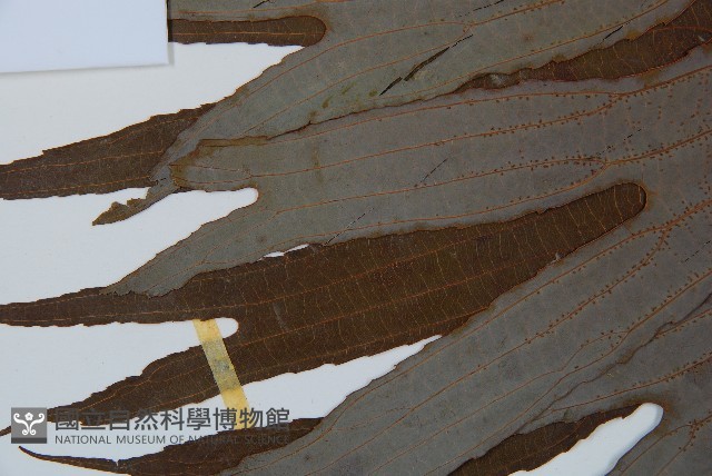 雙扇蕨藏品圖，第5張