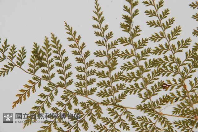 台灣小膜蓋蕨藏品圖，第5張