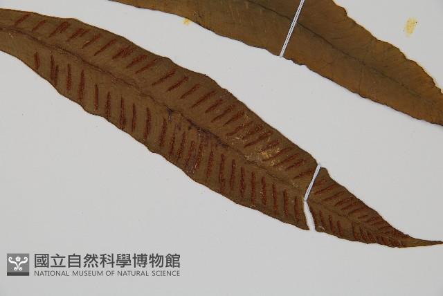 單葉雙蓋蕨藏品圖，第6張