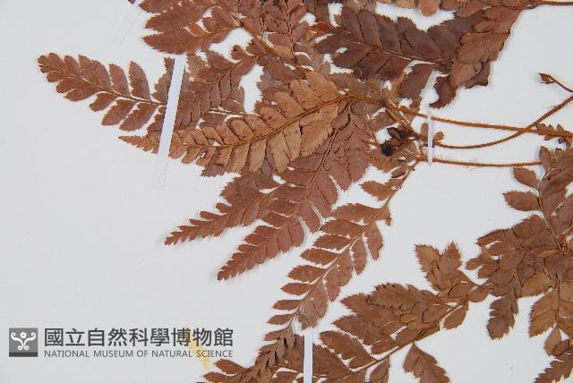 細葉複葉耳蕨藏品圖，第5張