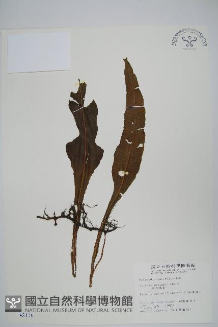 東洋蹄蓋蕨藏品圖，第6張