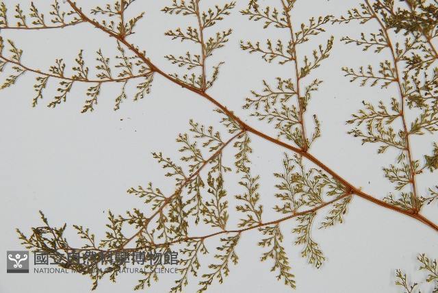 台灣小膜蓋蕨藏品圖，第5張