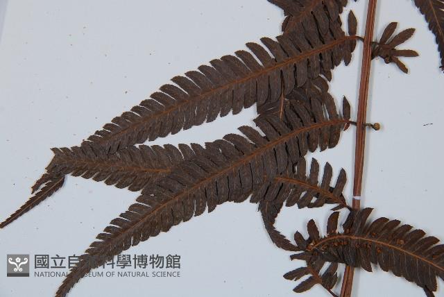 金狗毛蕨藏品圖，第5張