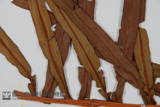 烏毛蕨藏品圖，第5張