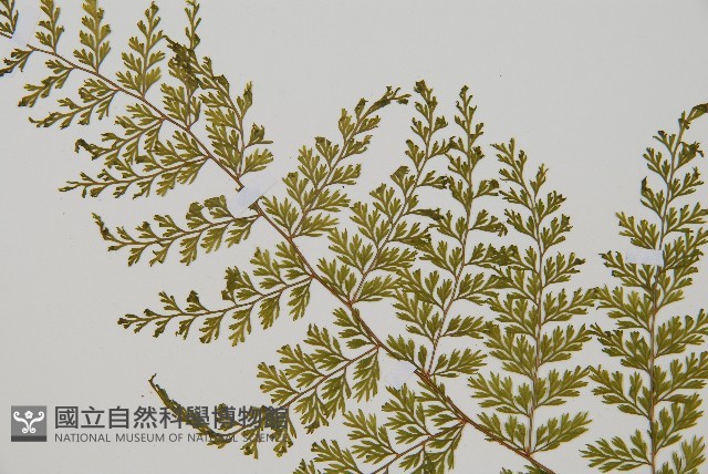 台灣小膜蓋蕨藏品圖，第3張