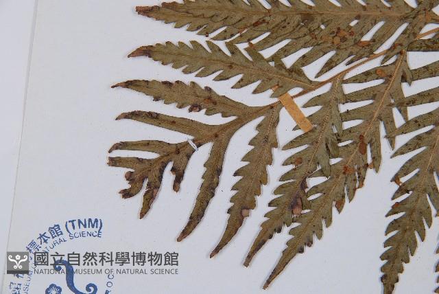 臺灣狗脊蕨藏品圖，第5張