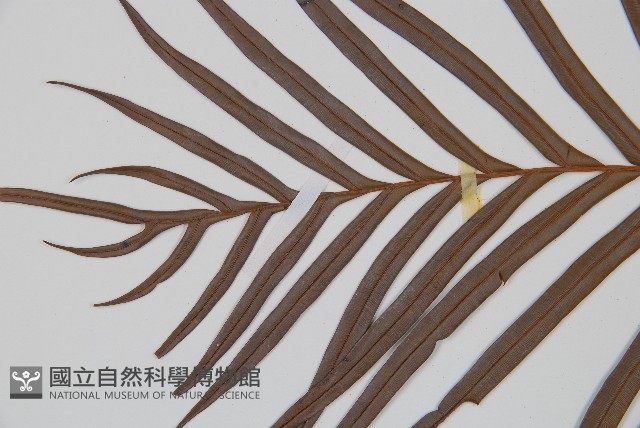 烏毛蕨藏品圖，第5張
