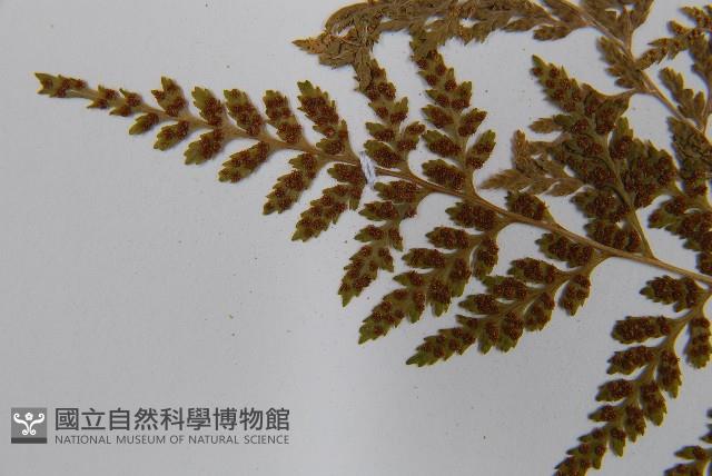 冷蕨藏品圖，第5張