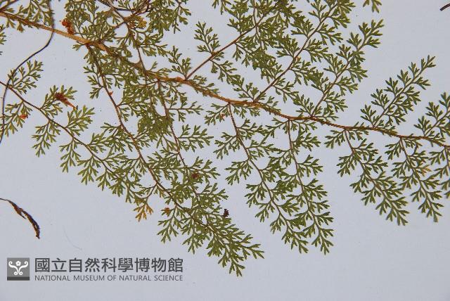 宿枝小膜蓋蕨藏品圖，第6張