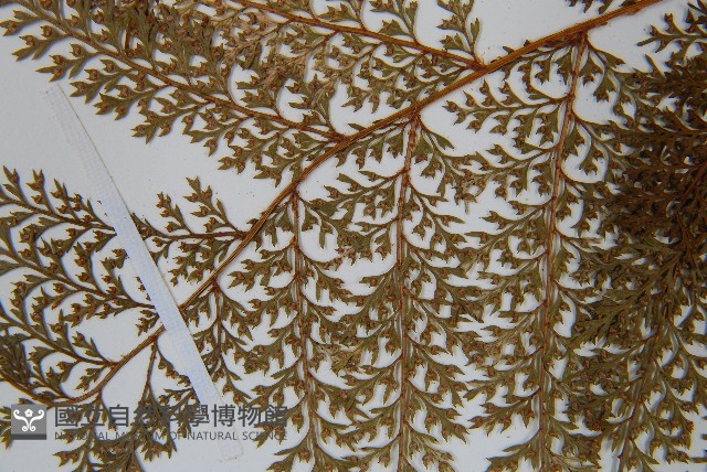 台灣小膜蓋蕨藏品圖，第6張