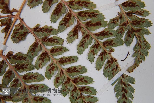小葉蹄蓋蕨藏品圖，第6張