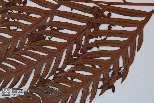 臺灣狗脊蕨藏品圖，第5張