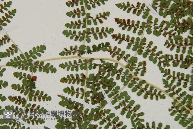 魚鱗蕨藏品圖，第16張
