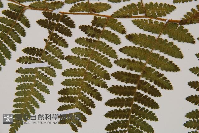 細葉姬蕨藏品圖，第14張