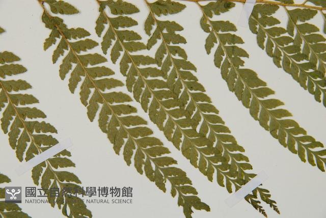 Accession Number:P010945 Collection Image, Figure 14, Total 15 Figures