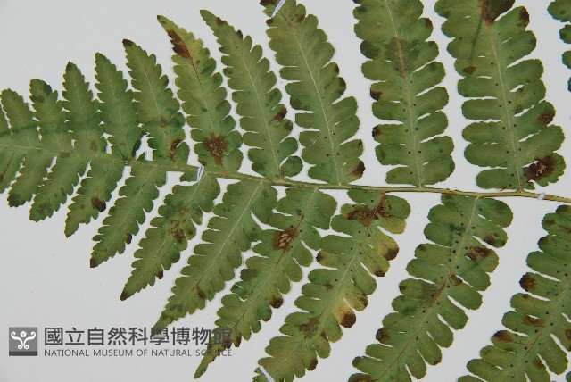 南洋假鱗毛蕨藏品圖，第14張