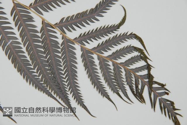 臺灣金狗毛蕨藏品圖，第13張