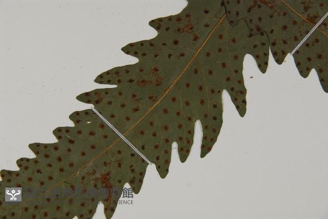 蛇脈三叉蕨藏品圖，第14張