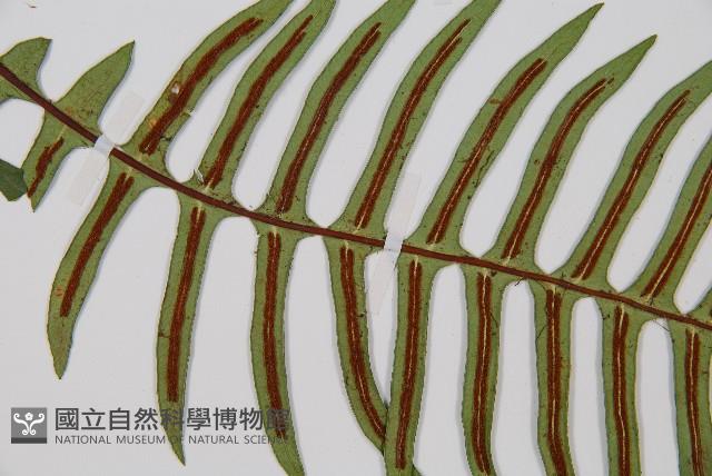 雉尾烏毛蕨藏品圖，第4張