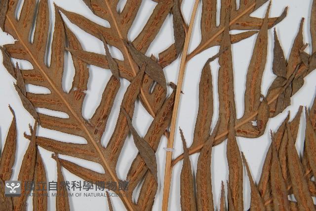 東方狗脊蕨藏品圖，第4張