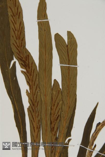 劍葉鐵角蕨、箭葉鐵角蕨藏品圖，第4張