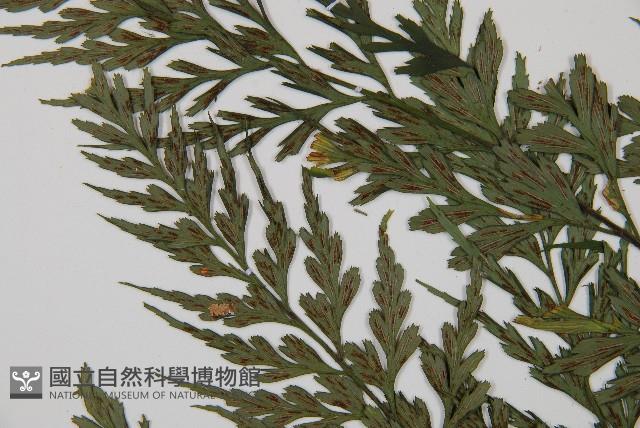 威氏鐵角蕨藏品圖，第4張