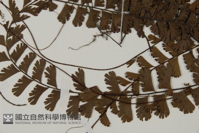 鞭葉鐵線蕨藏品圖，第4張