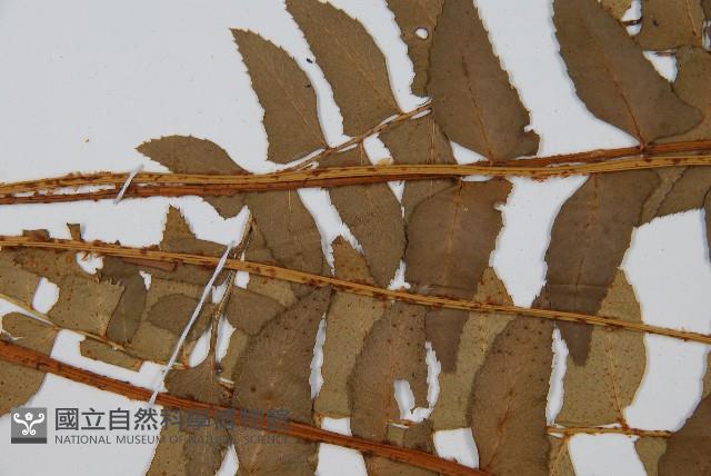 鐮羽貫眾藏品圖，第4張