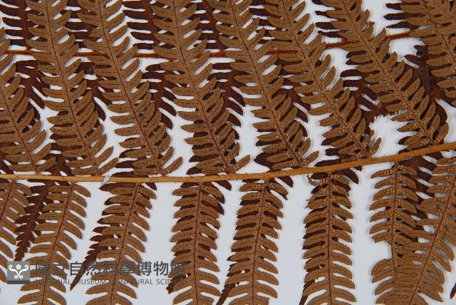 登錄號:P005726藏品圖，第4張