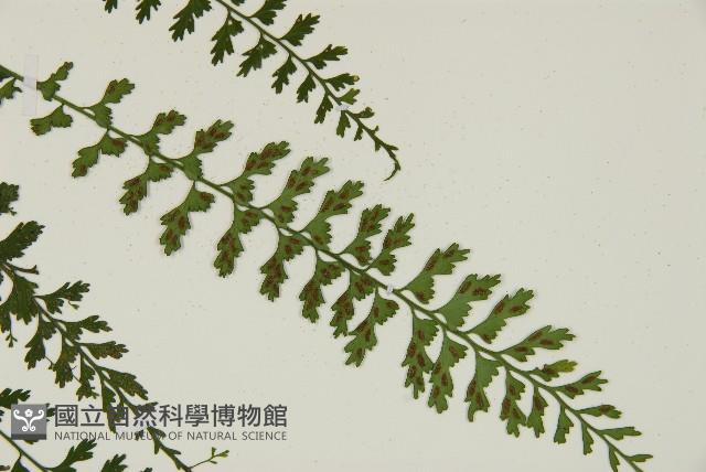 鱗柄鐵角蕨藏品圖，第4張