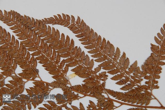 細葉複葉耳蕨藏品圖，第4張