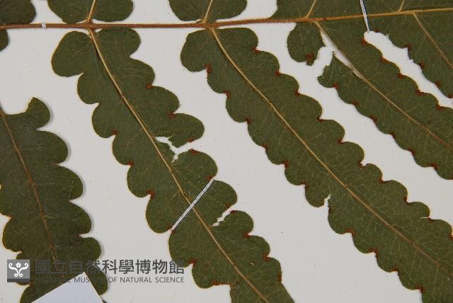 登錄號:P010026藏品圖，第4張