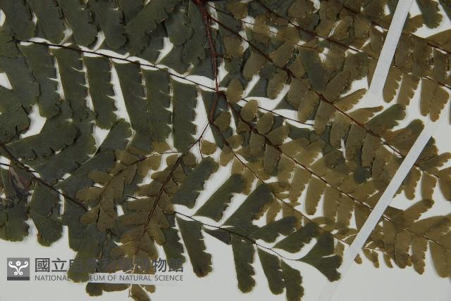 掌葉鐵線蕨藏品圖，第4張