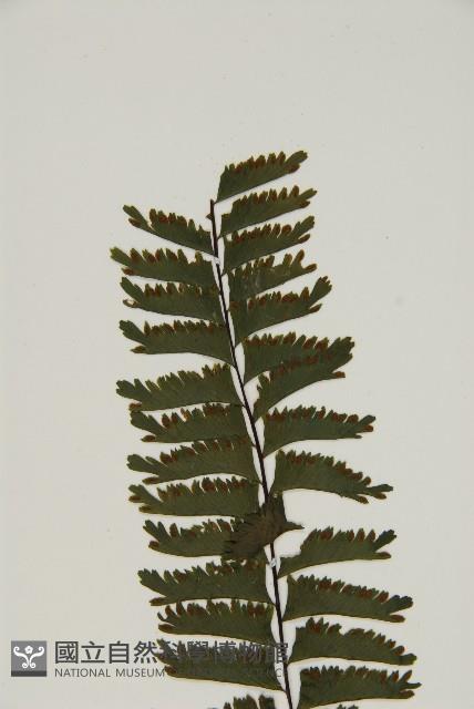 薄葉孔雀鐵角蕨、邊孢鐵角蕨藏品圖，第4張