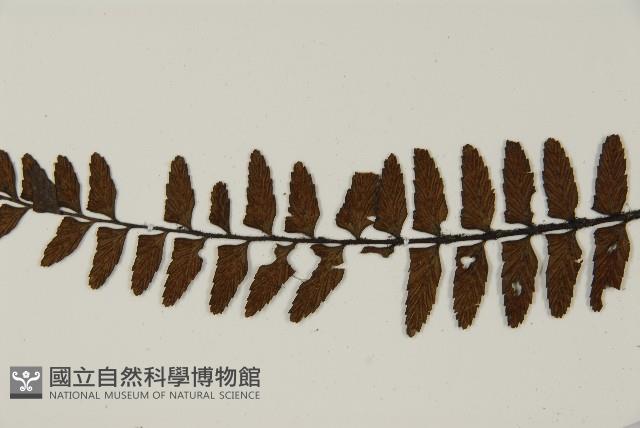 毛軸鐵角蕨藏品圖，第7張