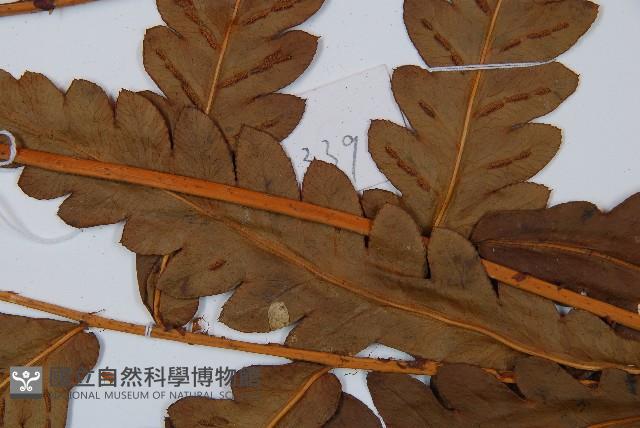 日本狗脊蕨藏品圖，第4張