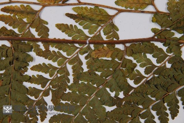 熱帶鱗蓋蕨藏品圖，第4張