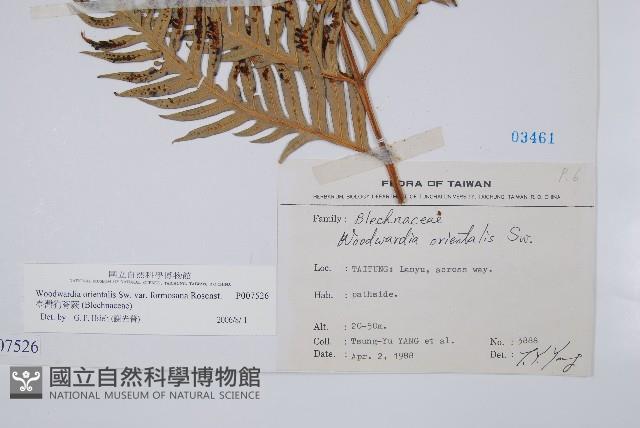 臺灣狗脊蕨藏品圖，第3張