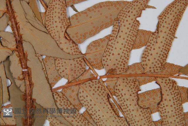 密羽貫眾蕨藏品圖，第4張