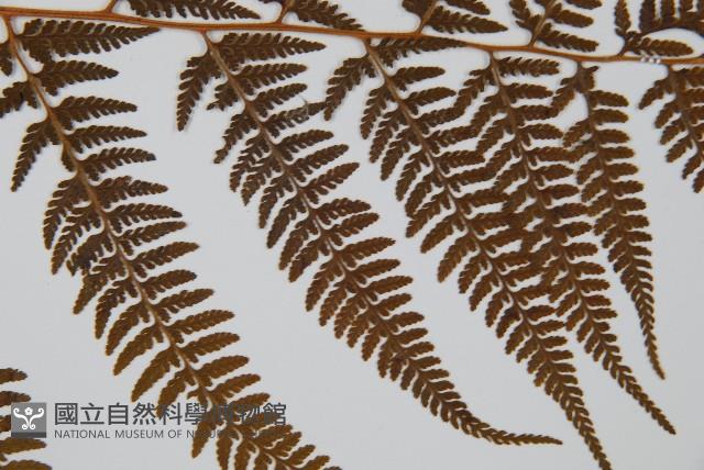 司氏碗蕨藏品圖，第4張