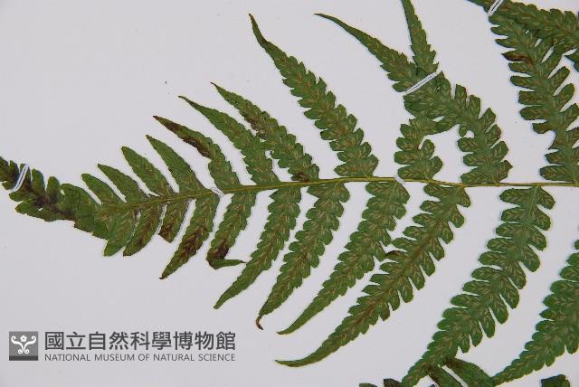 假蹄蓋蕨、東洋蹄蓋蕨藏品圖，第4張