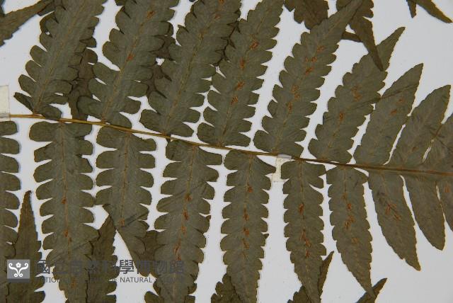 德氏雙蓋蕨藏品圖，第4張