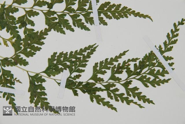 溪洞碗蕨藏品圖，第4張