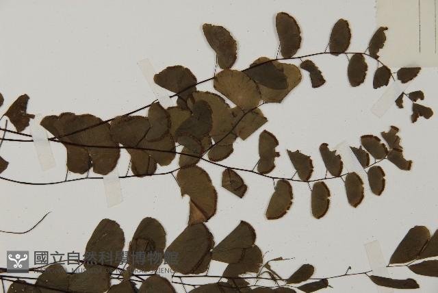 半月形鐵線蕨藏品圖，第4張