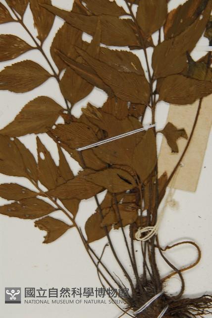 鐮葉鐵角蕨藏品圖，第4張