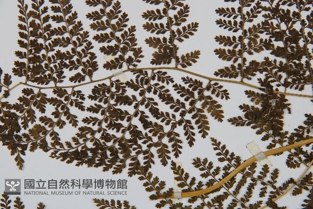稀子蕨藏品圖，第4張