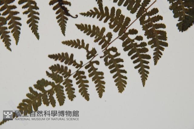 大葉貞蕨藏品圖，第4張