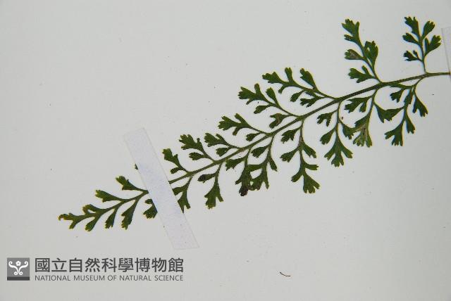小葉鐵角蕨藏品圖，第4張