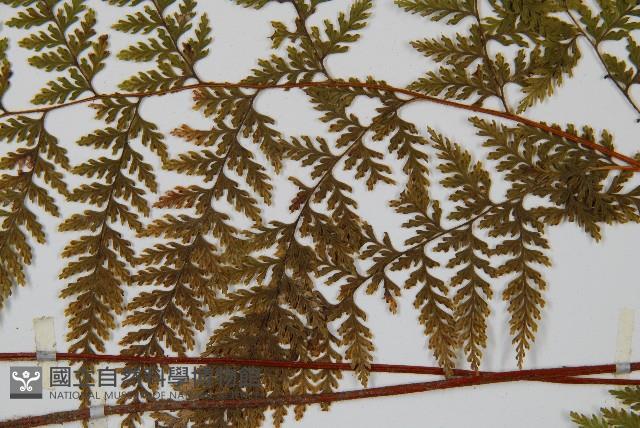 碗蕨藏品圖，第4張