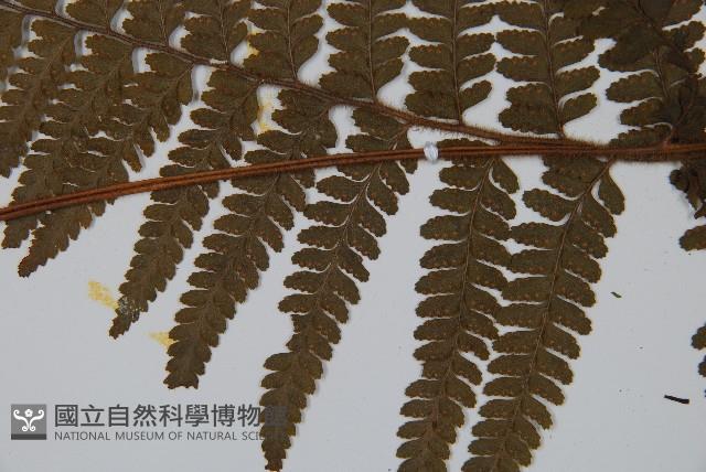 毛果鱗蓋蕨藏品圖，第4張